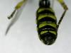 Cerceris arenaria